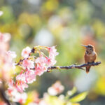 Gelecek Yaz Daha Fazla Sinek Kuşu İster misiniz? Bu İki Yıllık Bitkiyi Ekim Ayında Bir Araya Ekin