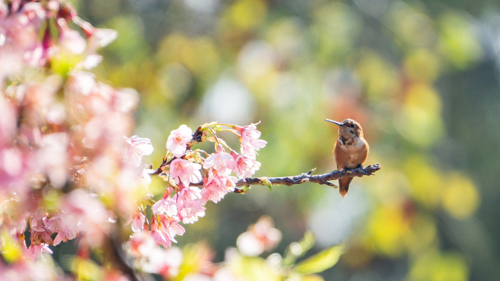 Gelecek Yaz Daha Fazla Sinek Kuşu İster misiniz? Bu İki Yıllık Bitkiyi Ekim Ayında Bir Araya Ekin