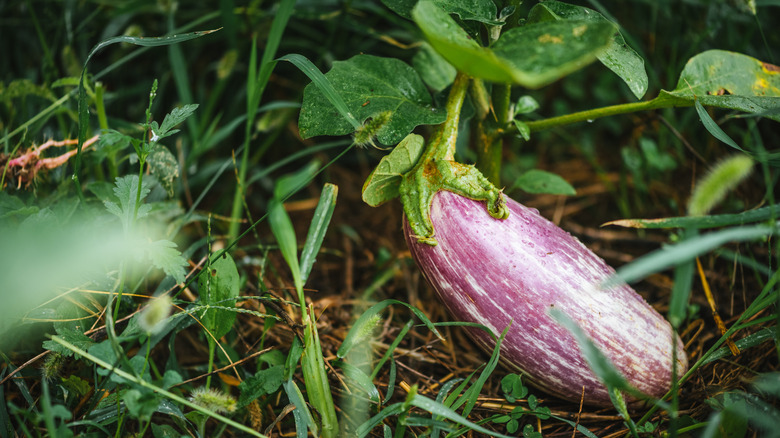 Hala bir asmada büyüyen patlıcan mahsulünün yakından görünüşü.