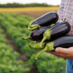 En İyi Lezzet İçin Bahçeden Patlıcan Nasıl Hasat Edilir?