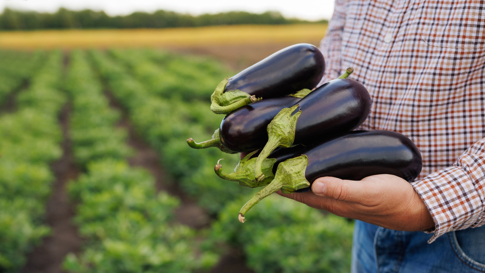 En İyi Lezzet İçin Bahçeden Patlıcan Nasıl Hasat Edilir?
