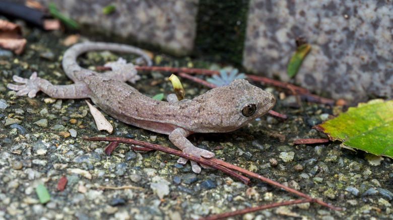 Evin dışında küçük kertenkele