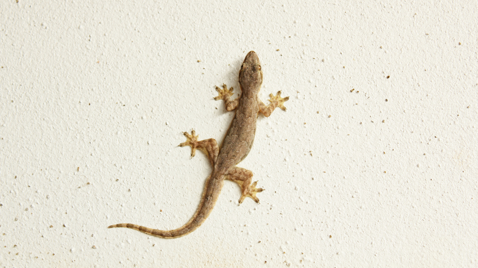 Evinizde Bir Kertenkele Gördünüz mü? İşte Yapmanız Gerekenler