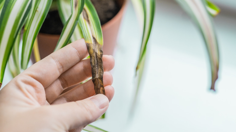 Yaprak uçlarının kahverengiye döndüğü örümcek bitkisi