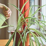 Bir Örümcek Bitkisini Ne Sıklıkla Sulamak Gerekir ki Gelecek Yıllarca Mutlu Yaşasın