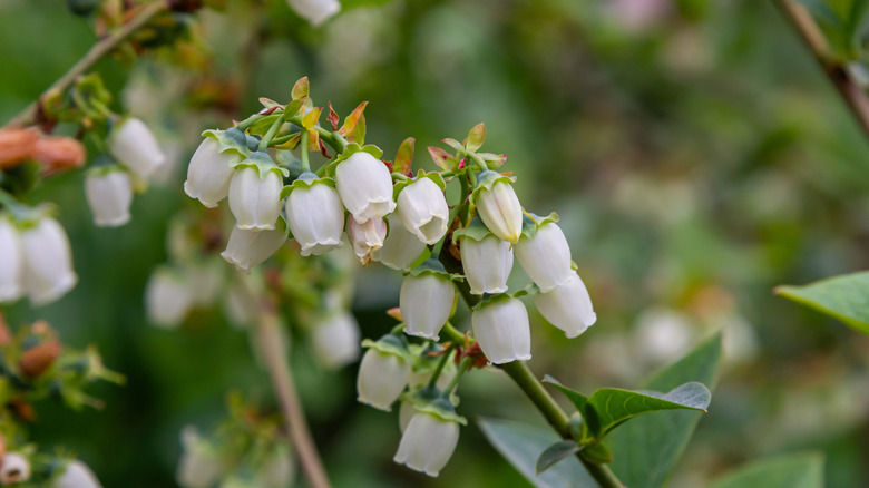 Daldaki küçük yaban mersini çiçeklerinin yakın çekim görüntüsü