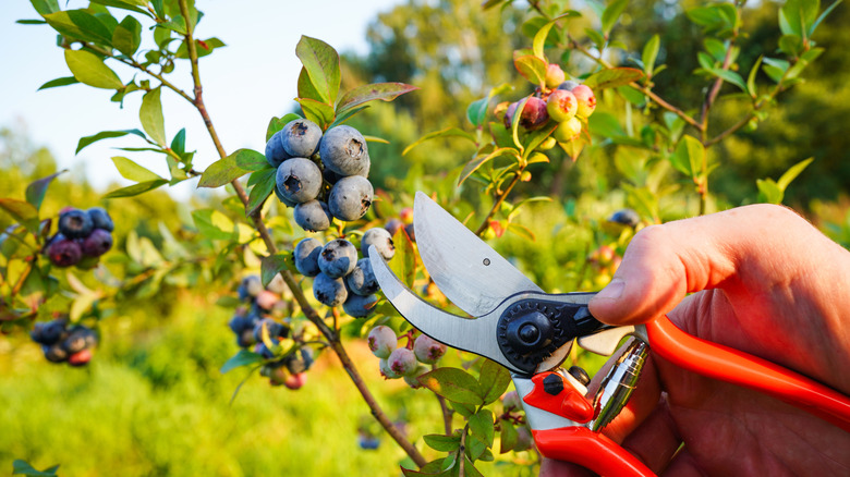 Bir bahçıvan yaban mersini çalılarını makasla budaıyor