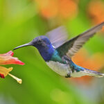 Gelecek Baharda Sinek Kuşlarını Çekmek İçin Bu Meyveli Çalıyı Sonbaharda Dikin