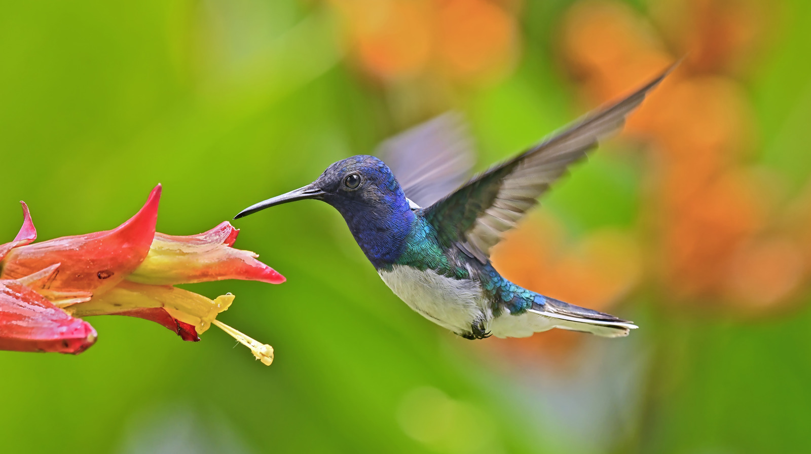 Gelecek Baharda Sinek Kuşlarını Çekmek İçin Bu Meyveli Çalıyı Sonbaharda Dikin