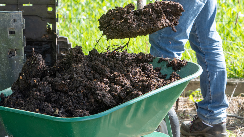 bahçıvan gübreyi kürekle temizliyor