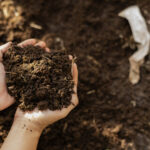 Gelecek Baharda Başarılı Bir Bahçe İçin Ekim Ayında Toprağınıza Basit Bir Ekleme Yapın