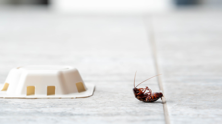 Fayans zeminindeki beyaz yem tuzağının yanında ölü hamamböceği