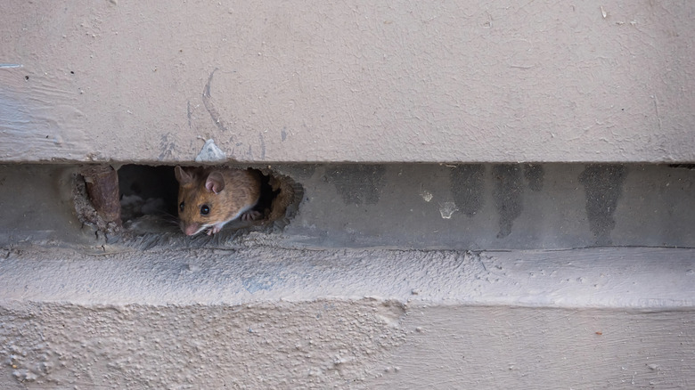 Beton duvardaki delikten dışarı çıkan küçük kahverengi fare