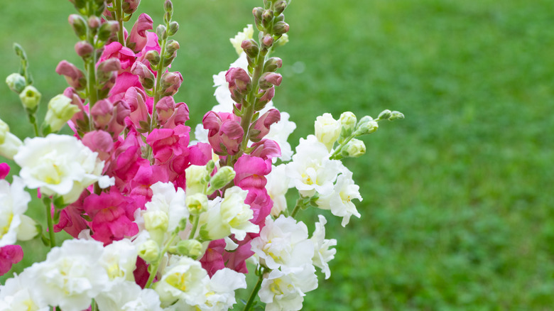 zengin yeşil bir arka planın önünde beyaz ve pembe aslanağzı