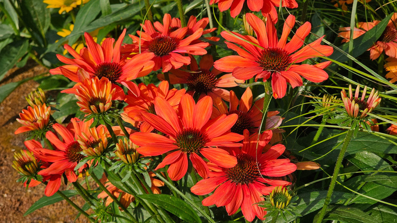 dışarıda parlak turuncu koni çiçekleri