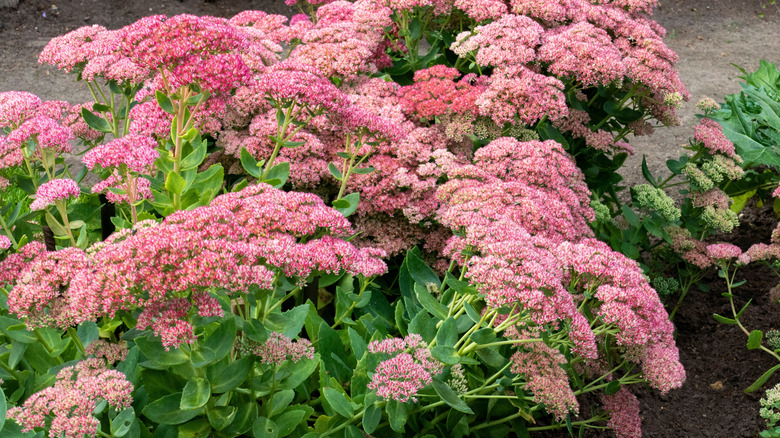 dışarıda büyüyen düzinelerce pembe taş bitkisi