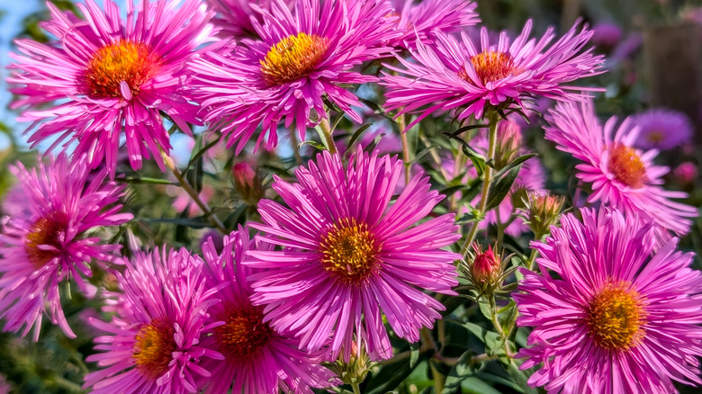 New England asterleri yakından ve ışıkta gruplandırılmış