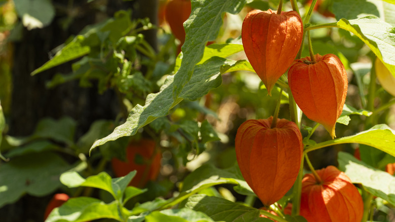 Tam ekranda 'fenerler' bulunan Çin fener bitkileri