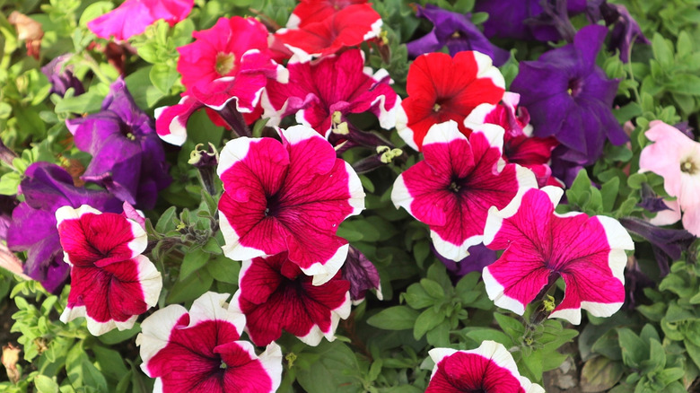 Pembe, kırmızı, mor ve beyaz karışık renkli petunyalar