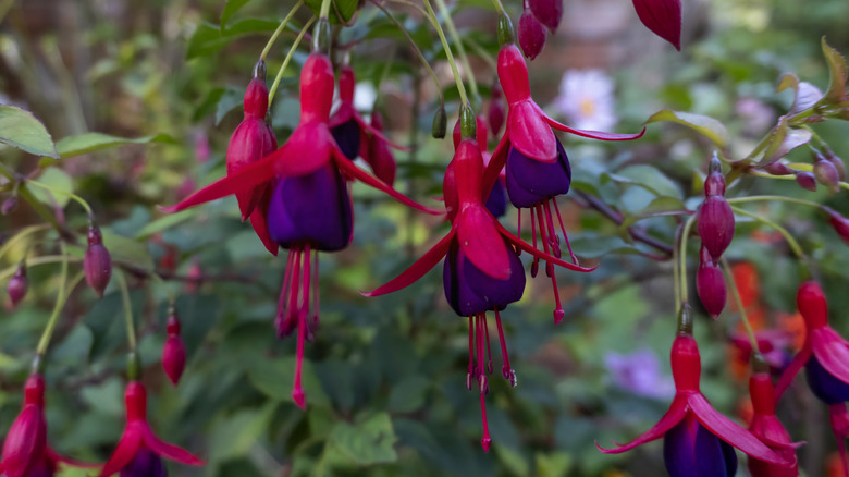 Bir bitkiden sarkan koyu kırmızı ve mor fuşyalar