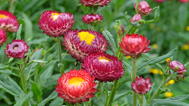 parlak sarı merkezleri olan pembe, kırmızı ve kestane rengi saman çiçekleri
