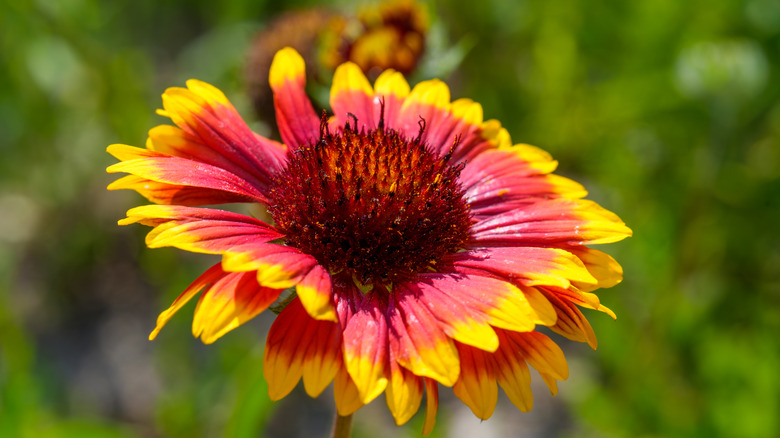Çok renkli bir battaniye çiçeğinin yakın çekimi