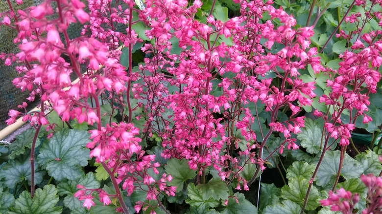 Zengin yeşil yapraklar yerine pembe çiçeklere odaklanan mercan çanlarının yakın çekimi