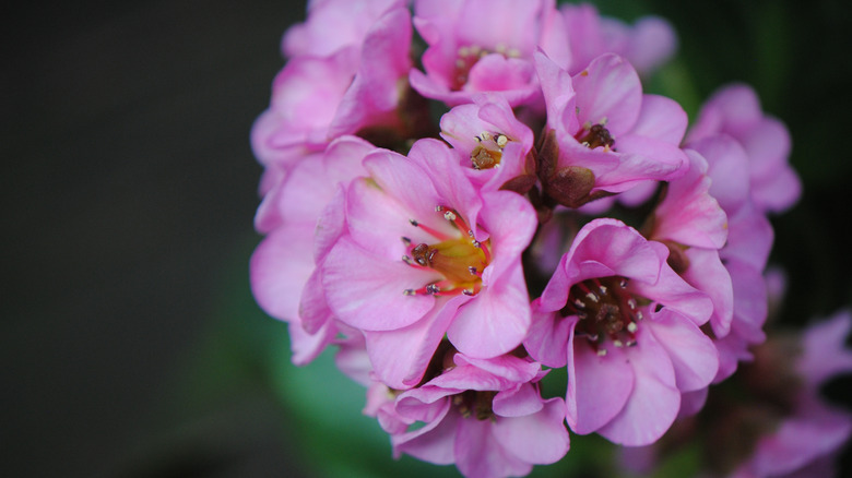 Pembe domuz gıcırdayan çiçeklerin yakın çekimi