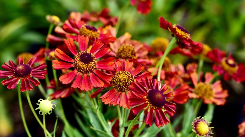 Bahçede kırmızı hapşırık otu bulundu
