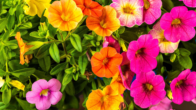 Turuncu ve pembe milyon çan çiçekleri yakından