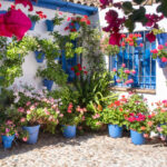 Küçük Verandanıza Renk Katmak İçin Ekim Ayında Dikilecek En İyi 17 Çiçek