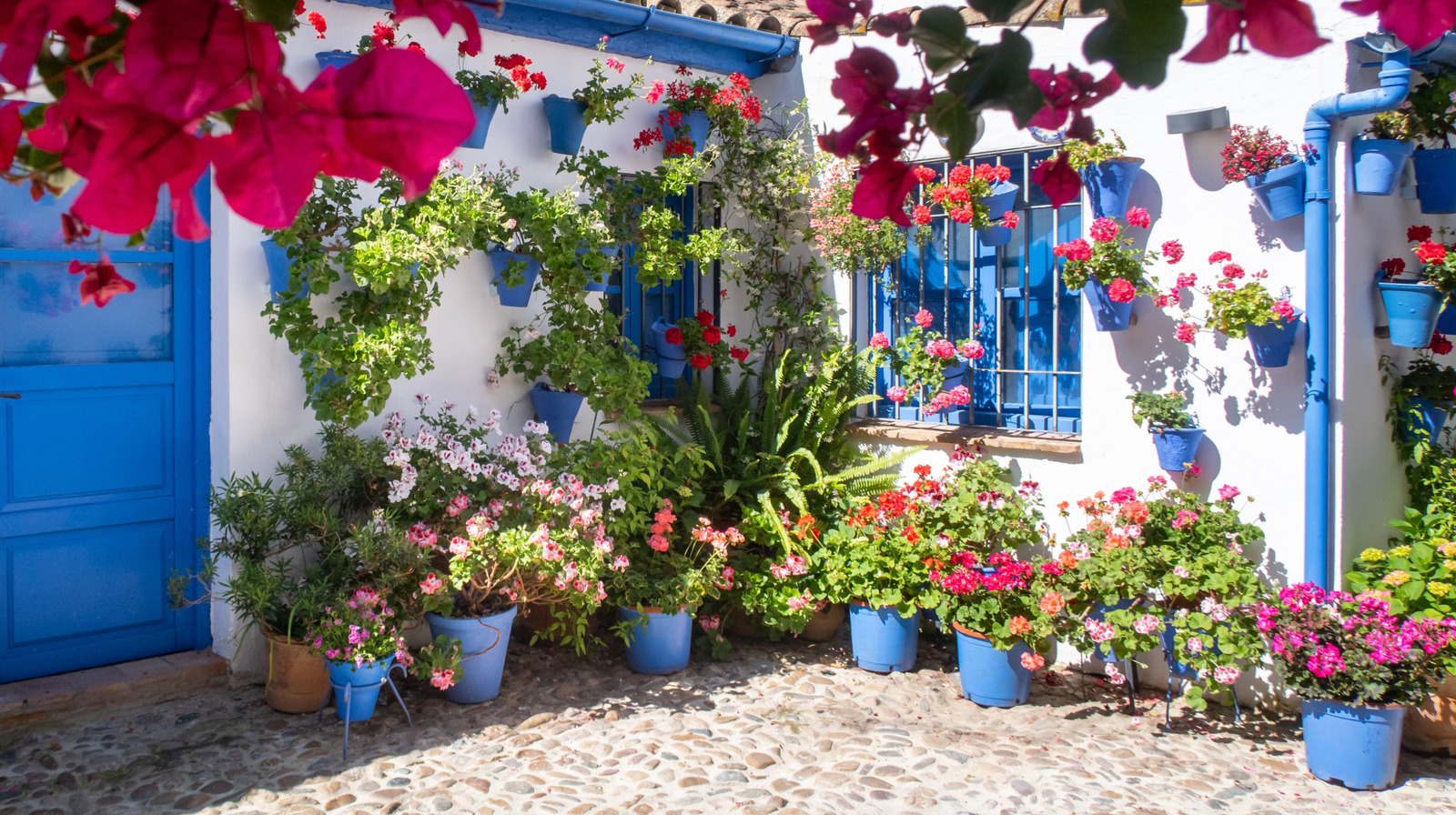 Küçük Verandanıza Renk Katmak İçin Ekim Ayında Dikilecek En İyi 17 Çiçek