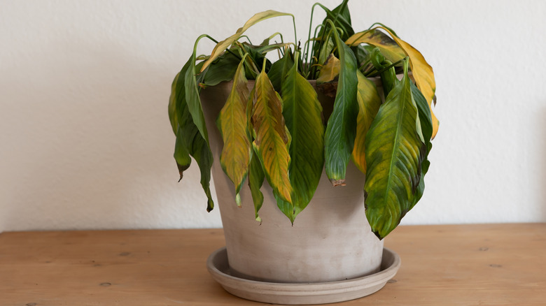 Ölmekte olan bir ev bitkisi