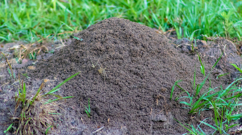 Bir avludaki çimenlerin arasından çıkan gri bir toprak ateş karıncası tümseği.