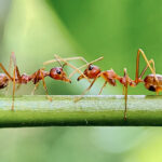 Taze Kokan Bir Bitkinin Yardımıyla Ateş Karıncalarını Bahçenizden Doğal Olarak Uzaklaştırın