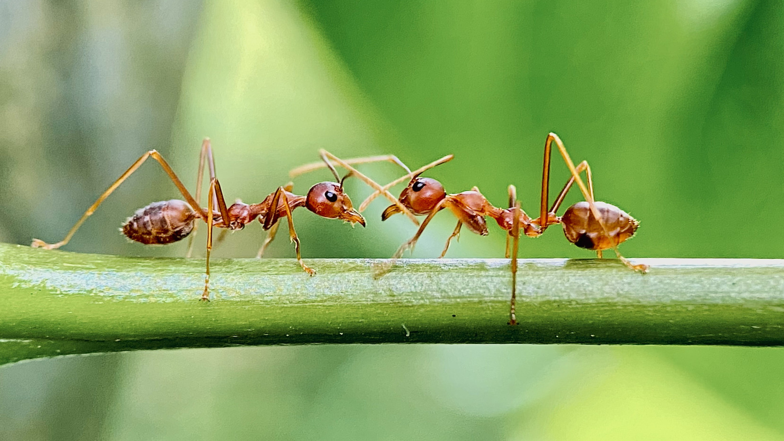 Taze Kokan Bir Bitkinin Yardımıyla Ateş Karıncalarını Bahçenizden Doğal Olarak Uzaklaştırın