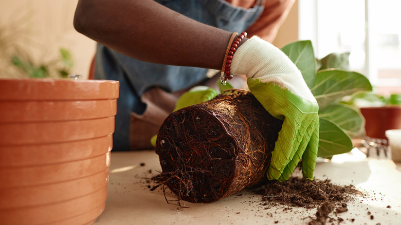 Afro-Amerikalı bir bahçıvan bir ev bitkisinin saksısını değiştiriyor.