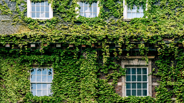 Sarmaşıklarla kaplı bir evin yakın çekimi.