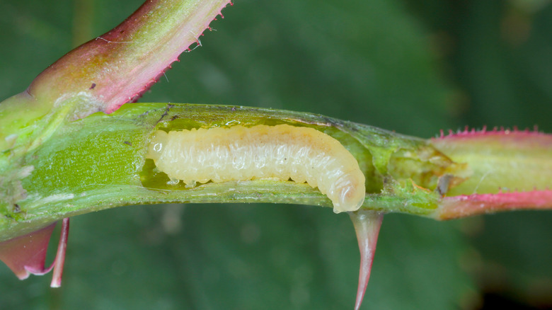 Gül kurdu bastonu yiyor