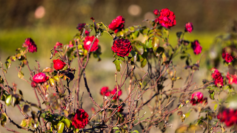 Bir çalının üzerinde yaprakları olmadan ölen kırmızı güller