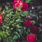 Sonbaharda Daha Çok Ortaya Çıkan Pis Gül Zararlısı