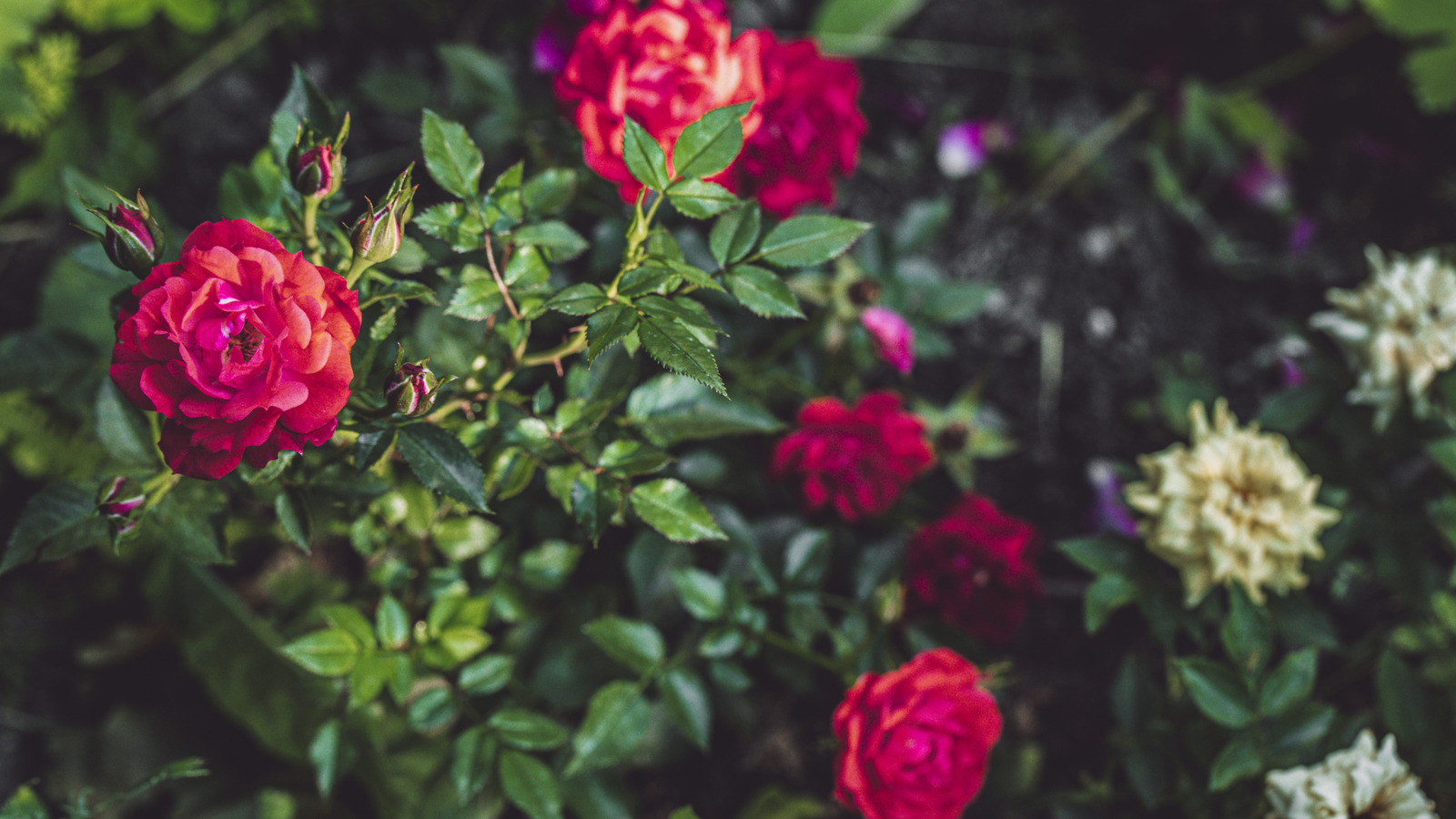 Sonbaharda Daha Çok Ortaya Çıkan Pis Gül Zararlısı