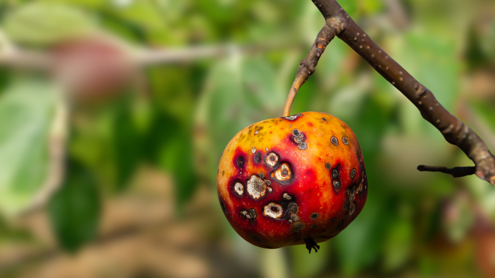 Elma Ağacınızın Hasadını Mahvedebilecek Dikkat Edilmesi Gereken Sivilceli Hastalık
