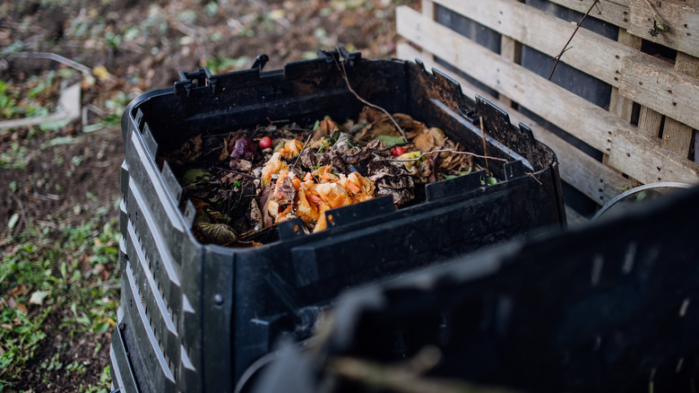 Kompost kutusunda bahçe atıklarıyla birlikte kahve telveleri.