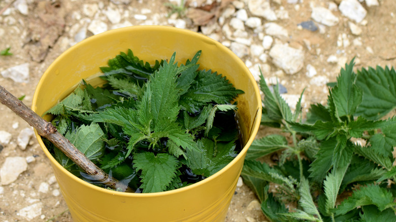 Bir kova suyun içindeki ısırganlar yerde oturuyor.