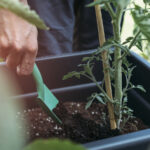 Sağlıklı Bitkiler ve Toprak İçin Basit 2 Bileşenli Gübre