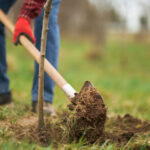 Bahçenizdeki Her Ağacın İhtiyaç Duyduğu Suyu Tek Bir Kolay Yöntemle Sağlayın