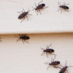 Akıllı Kendin Yap Çözümüyle Boxelder Böceklerini Evinizden Uzak Tutun