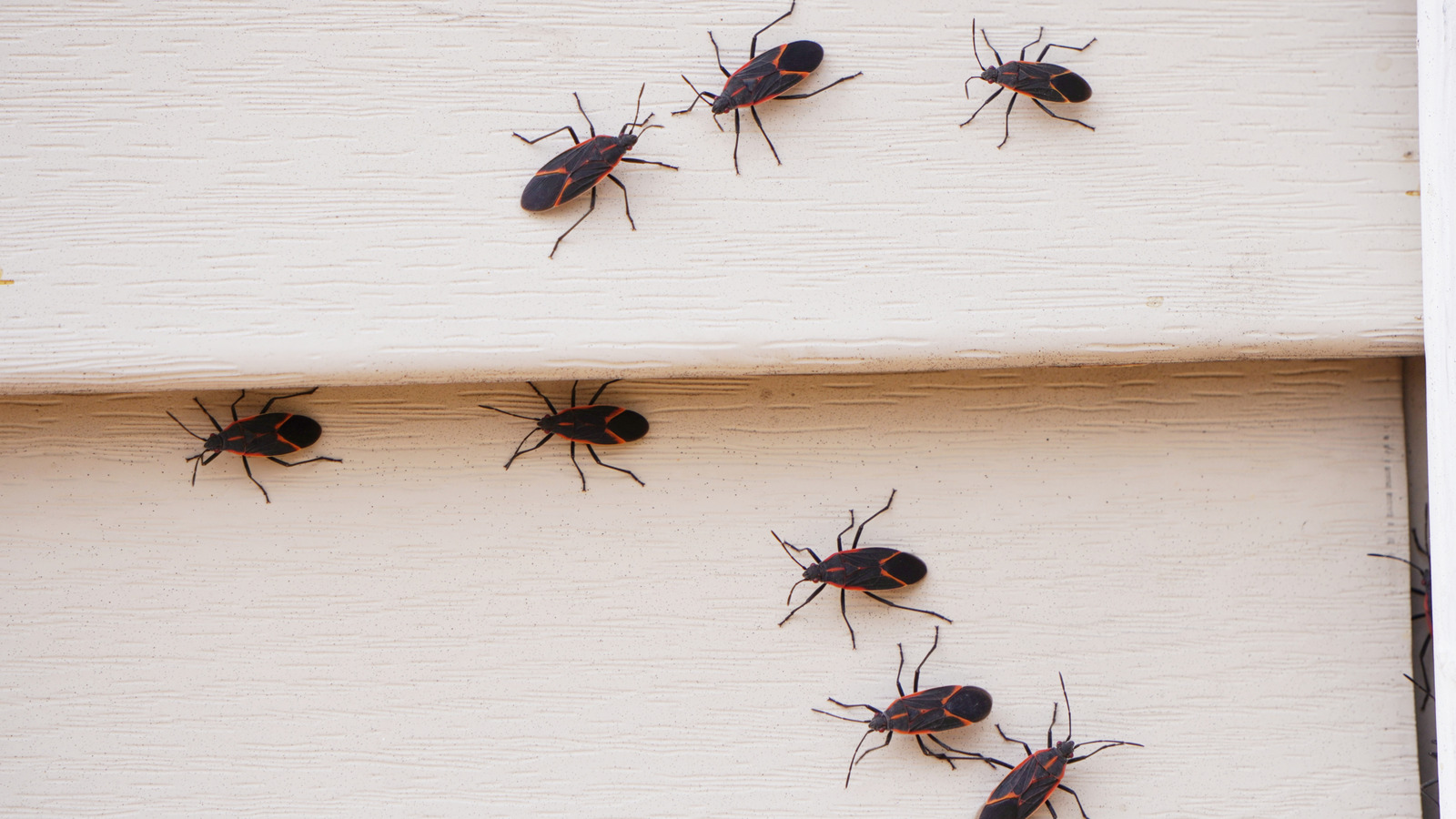 Akıllı Kendin Yap Çözümüyle Boxelder Böceklerini Evinizden Uzak Tutun
