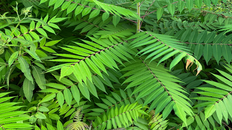 yoğun bir ormandaki cennet ağacı